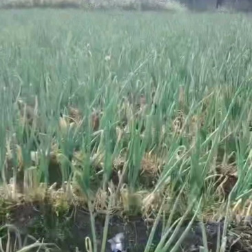 章丘大葱，铁杆葱，欢迎咨询