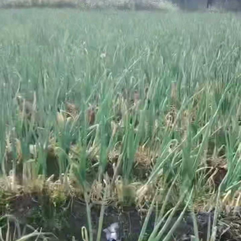 章丘大葱，铁杆葱，欢迎咨询