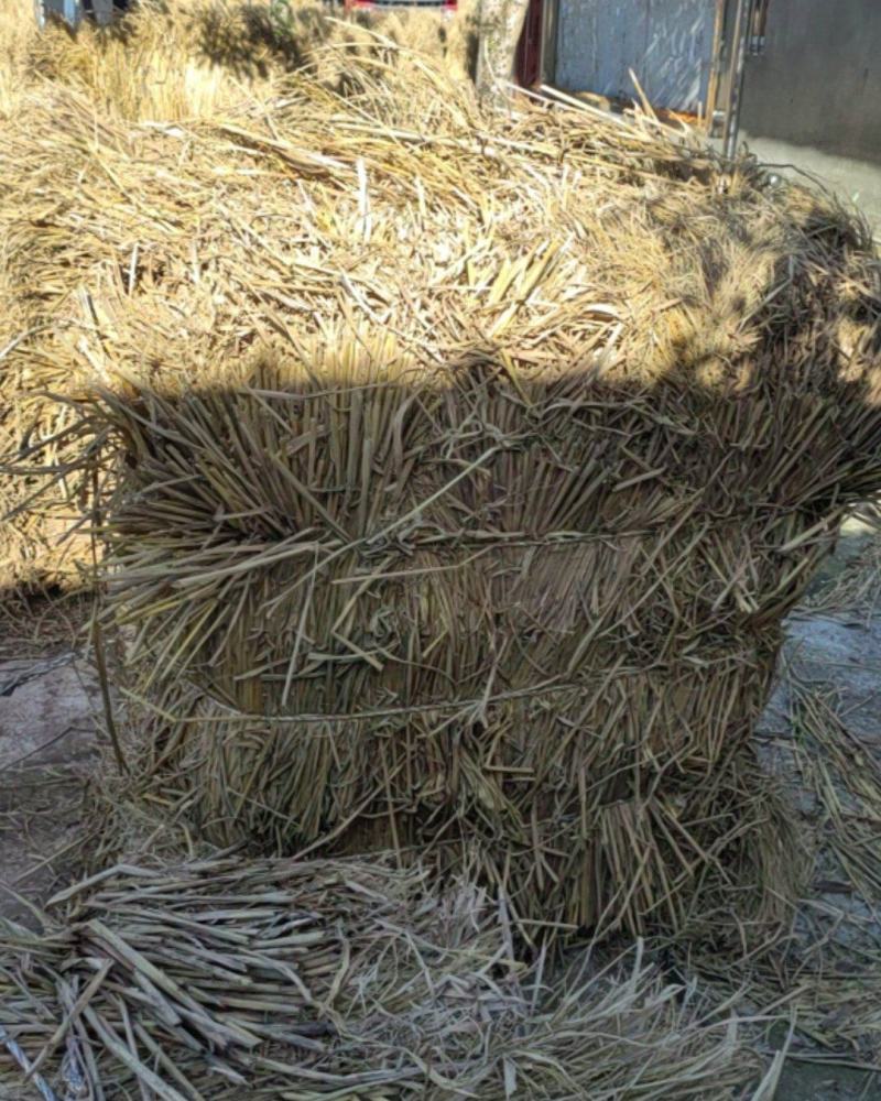 治沙稻草