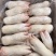 带筋猪蹄，规格10kg