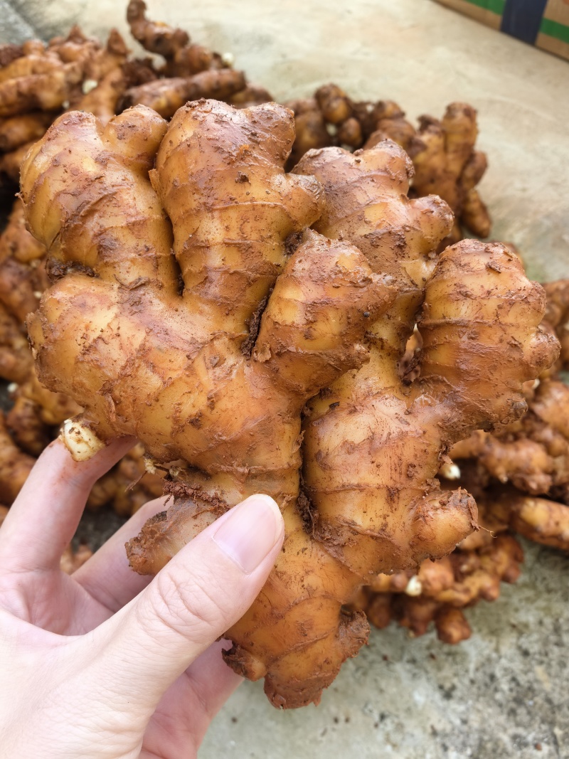 云南小黄姜，万亩基地面相全国发货，电商/市场/商超/餐饮