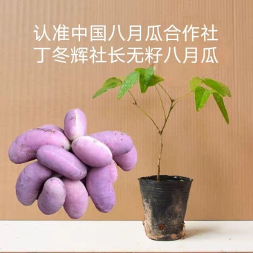 纯无籽八月瓜苗丁社长送苗挂果包收中国八月瓜合作社真无籽