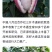 纯无籽八月瓜苗丁社长送苗挂果包收中国八月瓜合作社真无籽