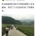 纯无籽八月瓜苗丁社长送苗挂果包收中国八月瓜合作社真无籽