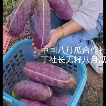 纯无籽八月瓜苗丁社长送苗挂果包收中国八月瓜合作社