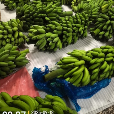 高州粉蕉,香蕉产地直供,专业代收购,代发货!