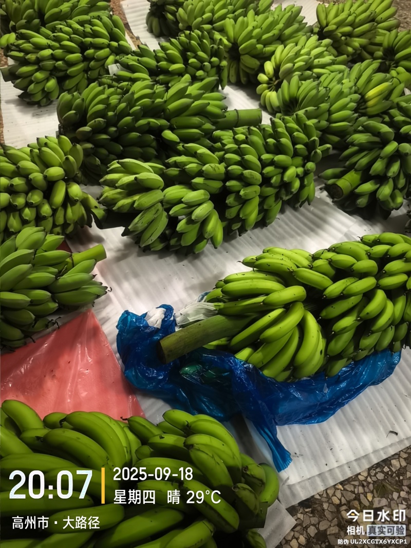 高州粉蕉，香蕉产地直供，专业代收购，代发货！