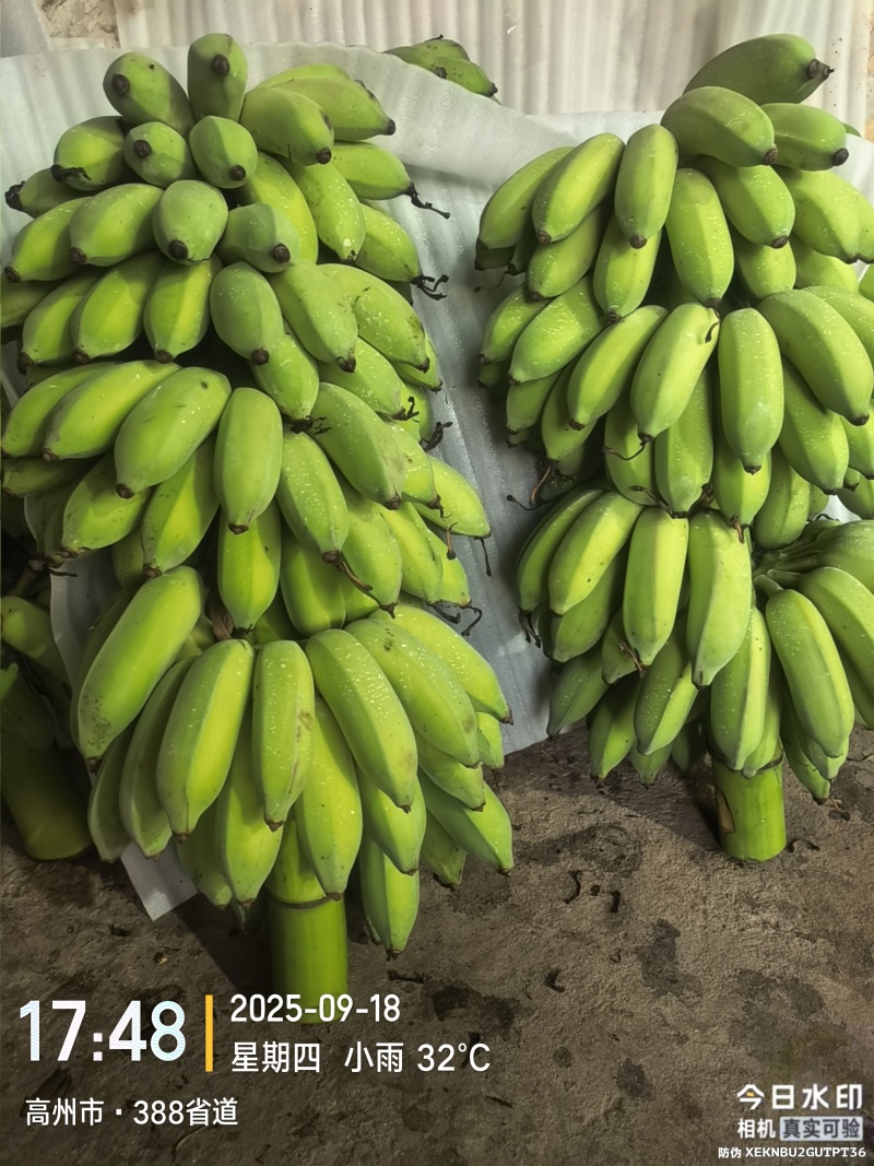 高州粉蕉，香蕉产地直供，专业代收购，代发货！
