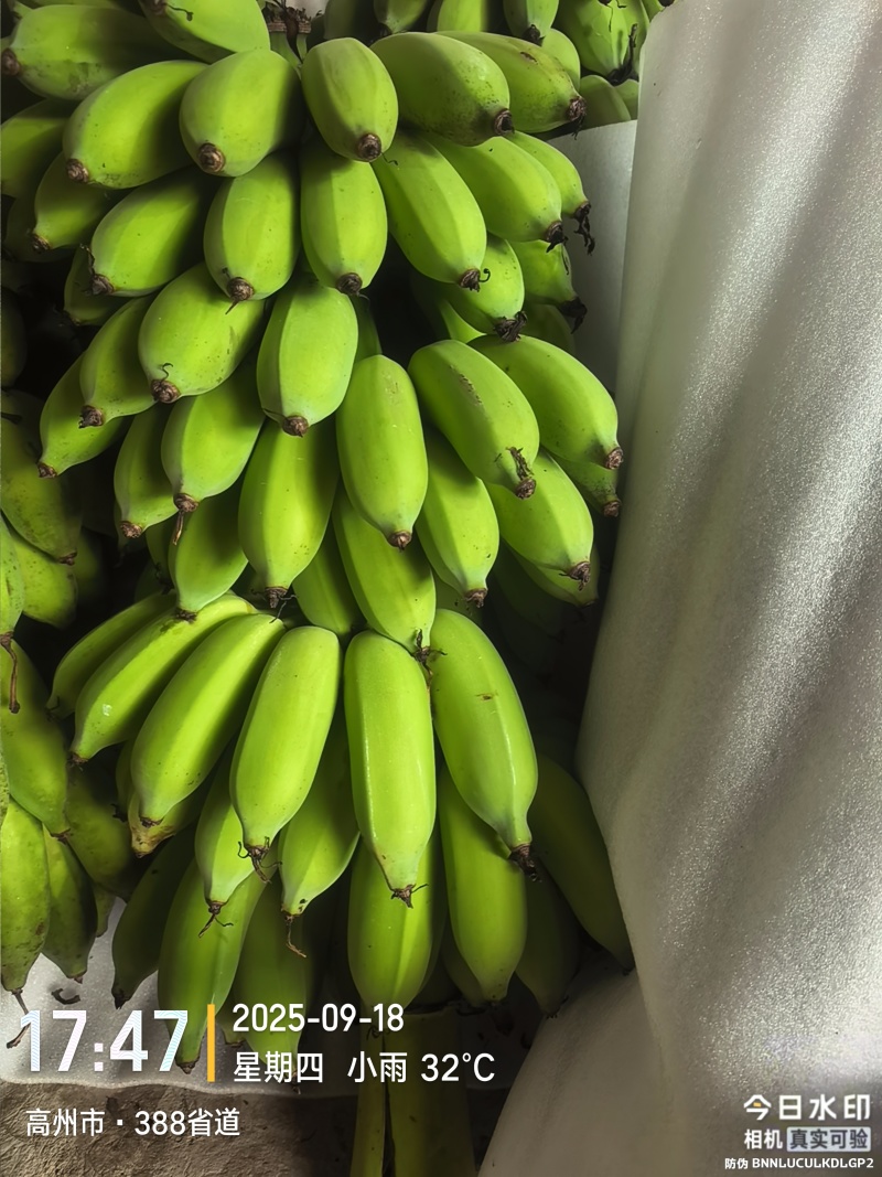 高州粉蕉，香蕉产地直供，专业代收购，代发货！