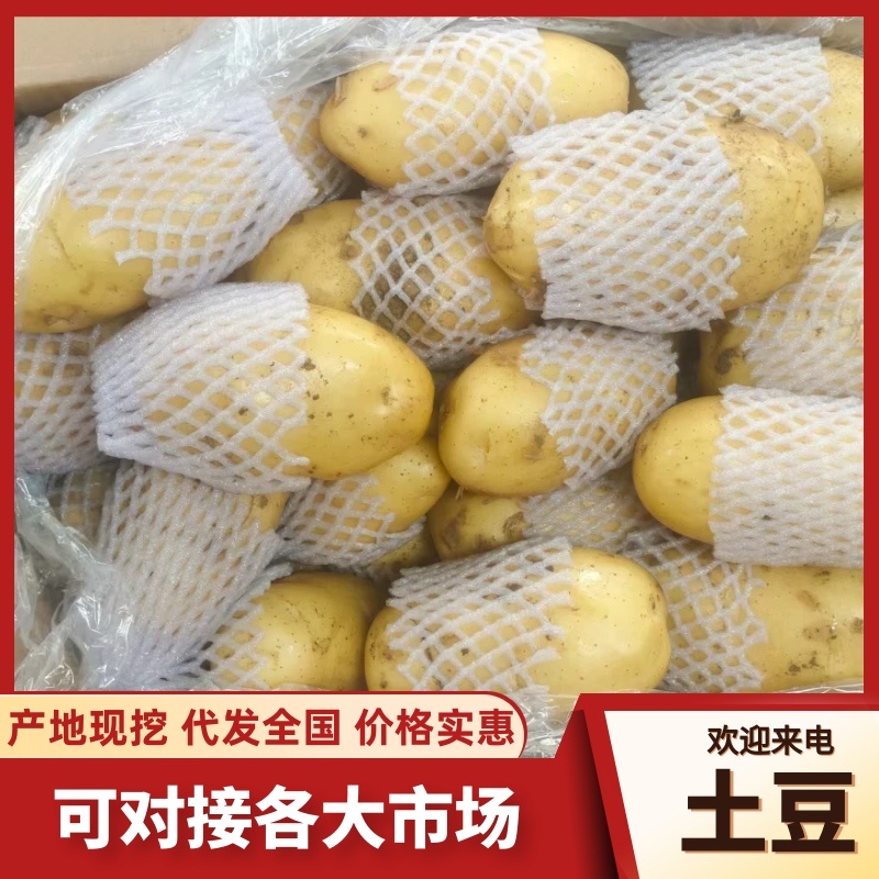 【热卖】荷兰十五土豆批发千亩种植基地量大从优