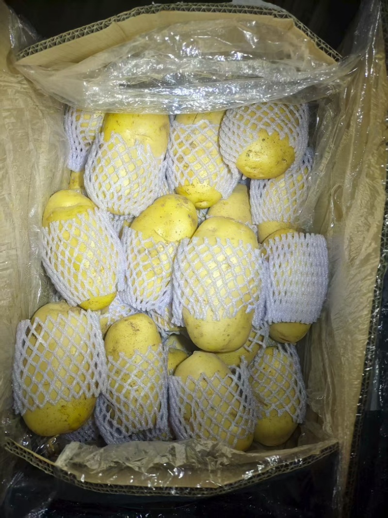 【热卖】荷兰十五土豆批发千亩种植基地量大从优