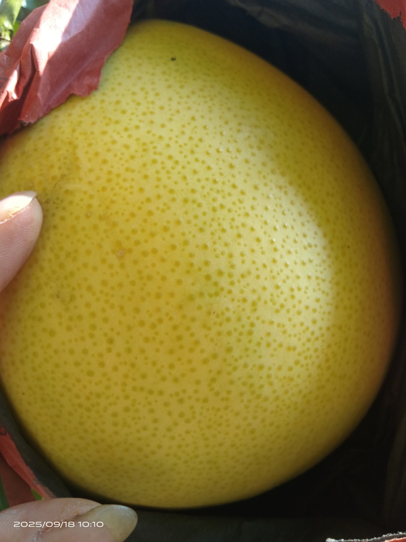 精品红心柚