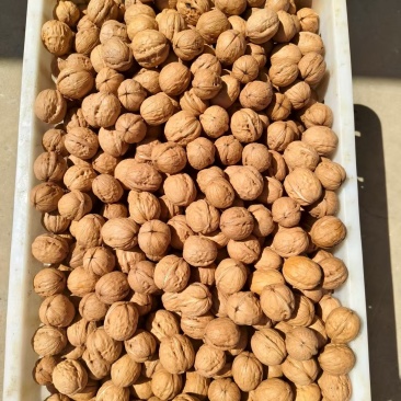 黄龙香玲核桃