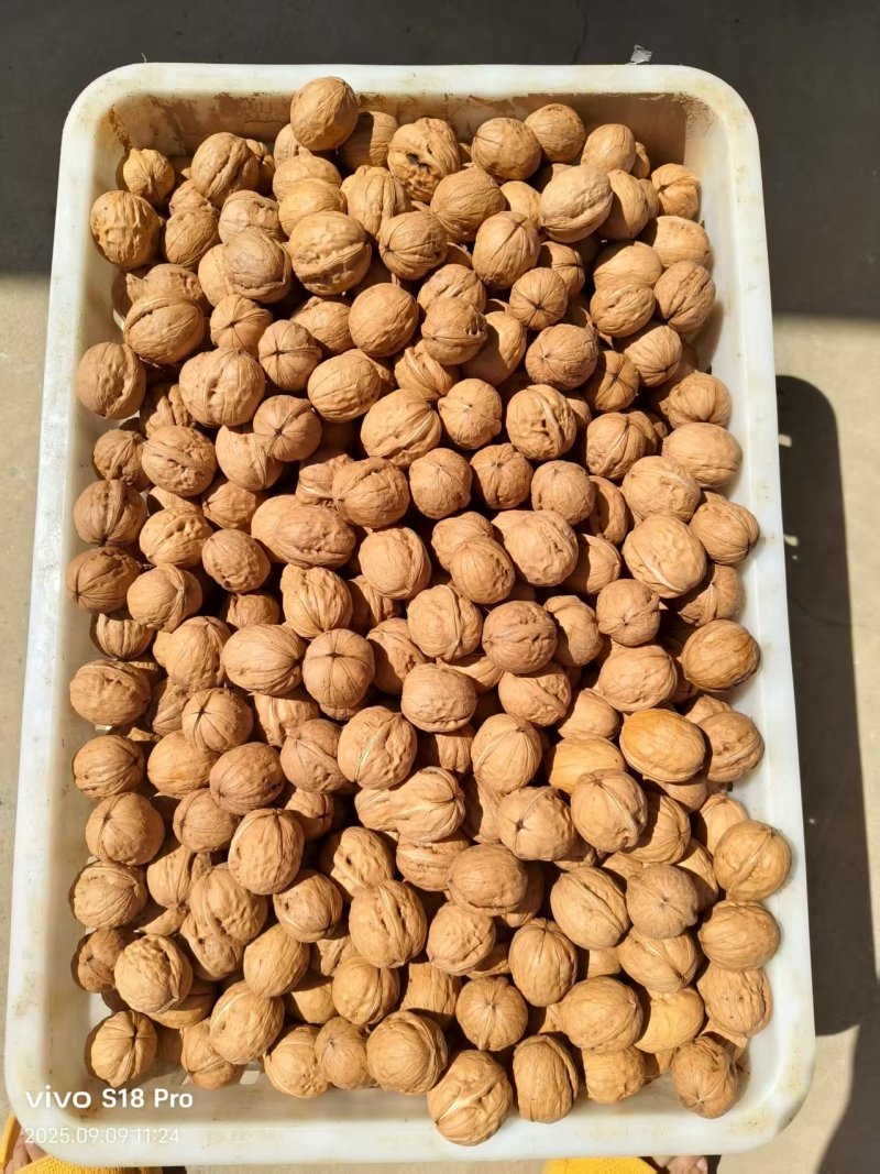 黄龙香玲核桃