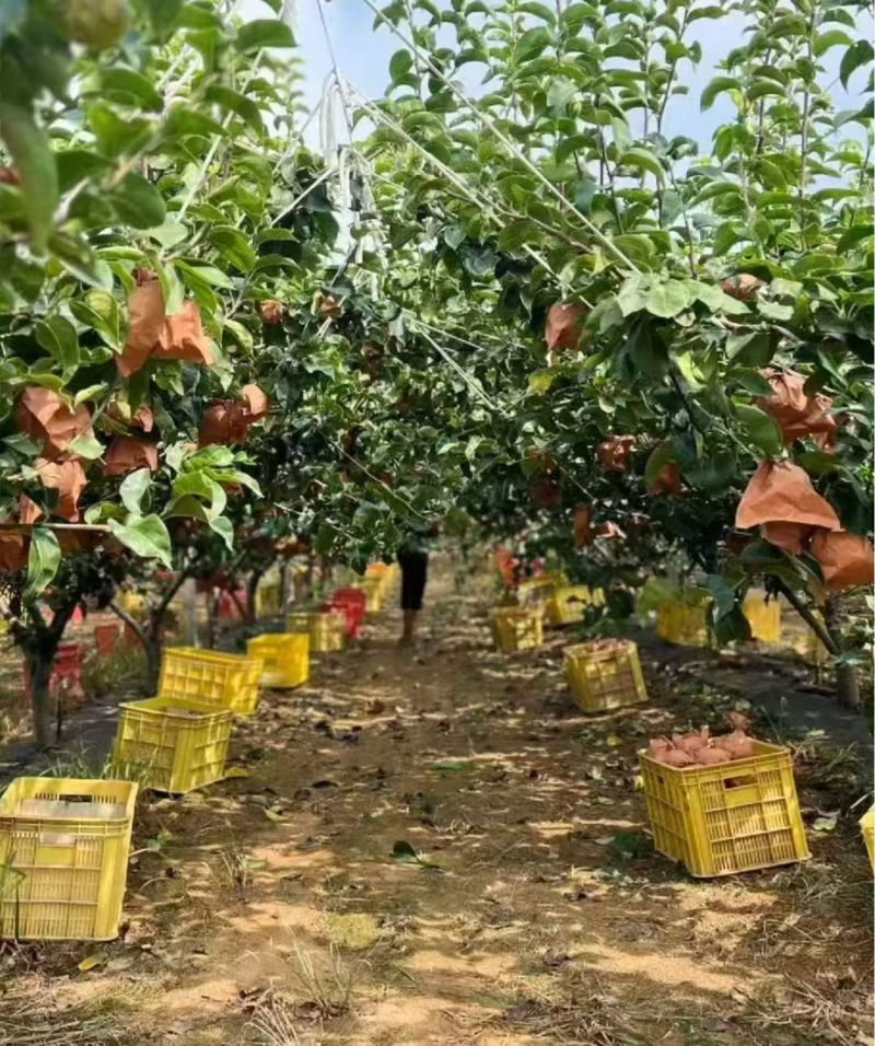 山东秋月梨，产地一手货源量大优惠，欢迎新老客户前来合作