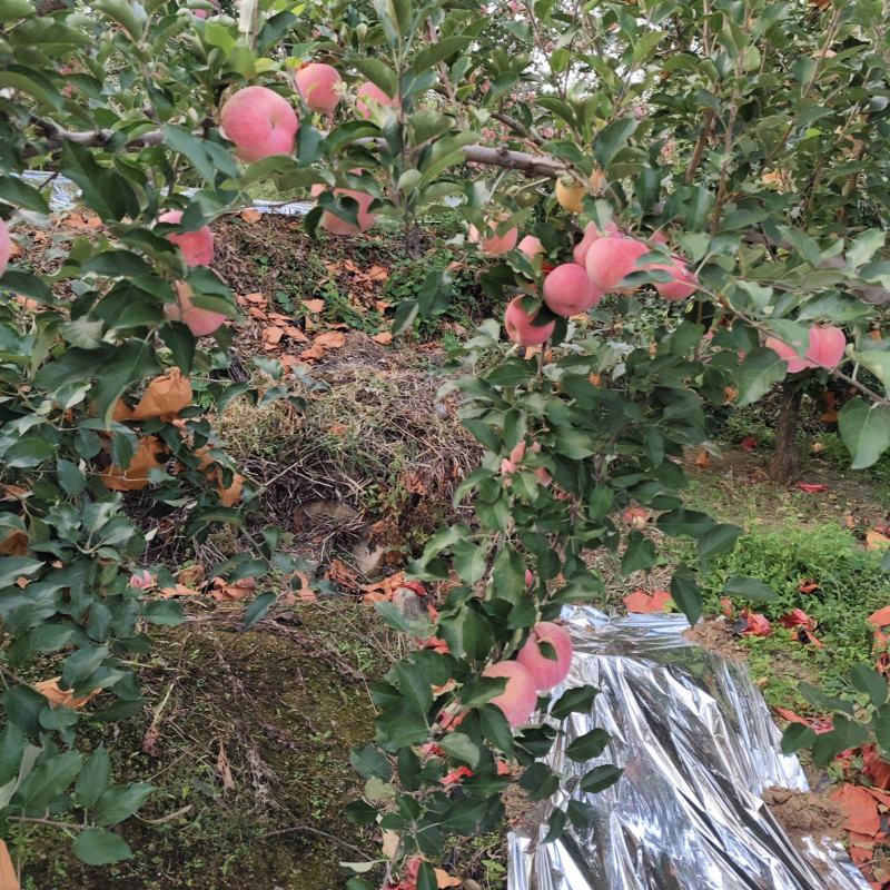弘钱富苹果产地一手货源，量大优惠，对接市场电商平台