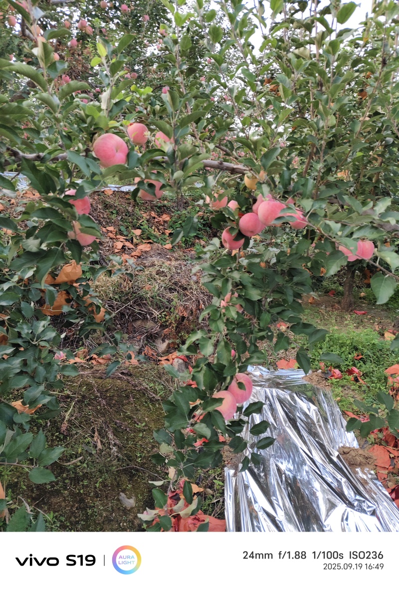弘钱富苹果产地一手货源，量大优惠，对接市场电商平台