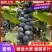 湖南怀化高山刺葡萄酿酒葡萄果肉紧实多汁颗颗饱满可批发