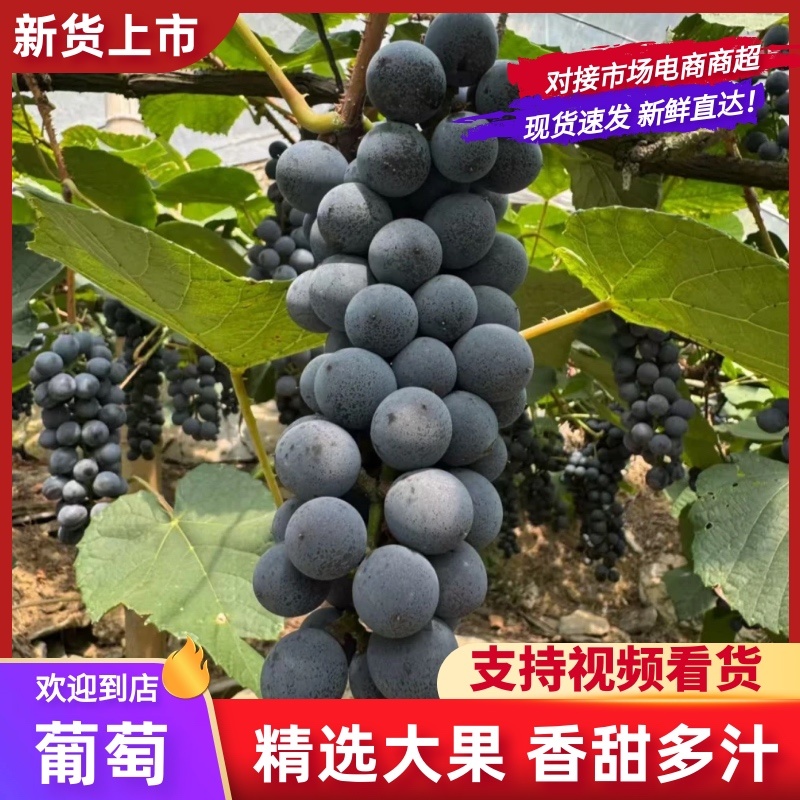 湖南怀化高山刺葡萄酿酒葡萄果肉紧实多汁颗颗饱满可批发