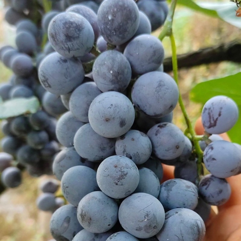 湖南怀化高山刺葡萄酿酒葡萄果肉紧实多汁颗颗饱满可批发