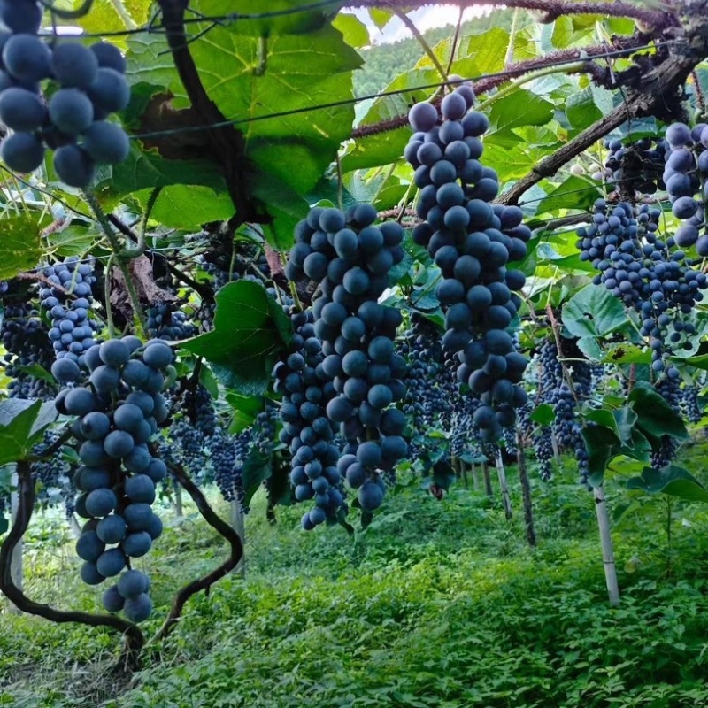 湖南怀化高山刺葡萄酿酒葡萄果肉紧实多汁颗颗饱满可批发
