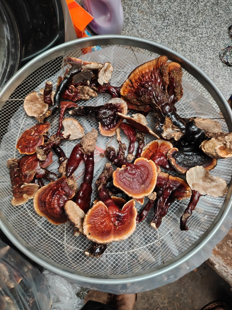 纯野生白心灵芝