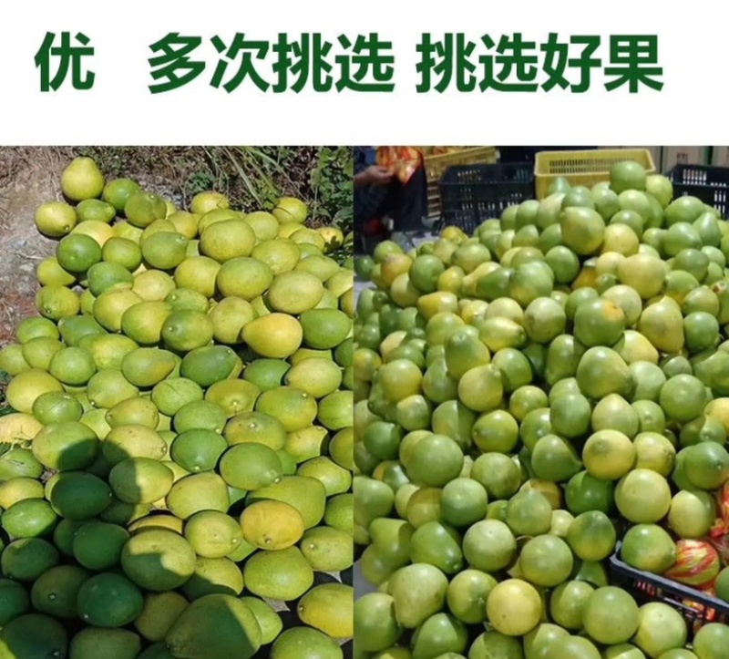 湖南怀化冰糖柚麻麻柚香柚药柚新鲜现摘脆甜多汁皮薄肉厚