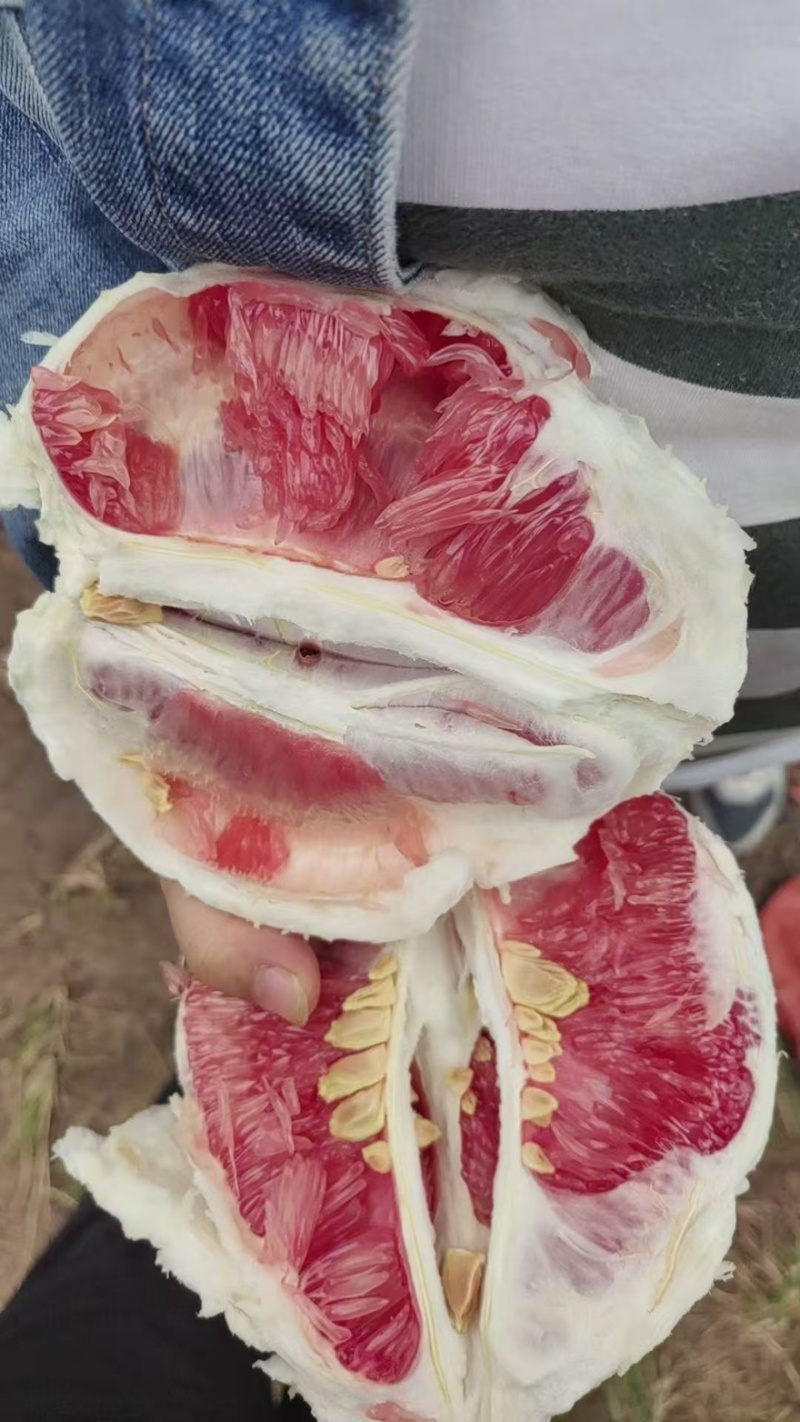 红心柚子产地直发大量有货一手货源保质保量