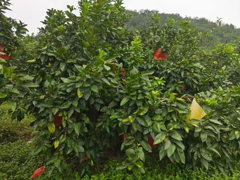 红心柚子产地直发大量有货一手货源保质保量