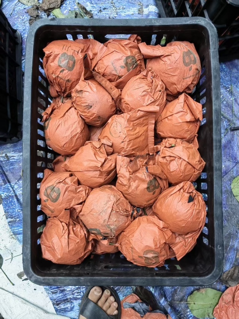 湖南金秋梨现货六万斤，找大老板，一手货源视频看货