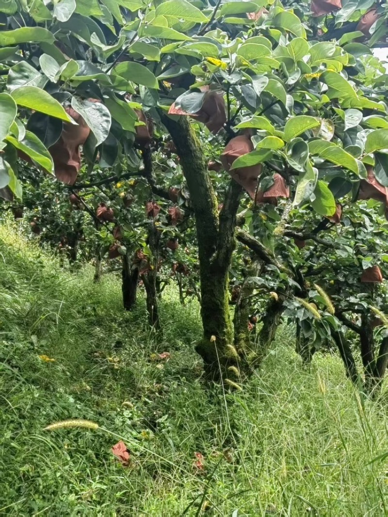 湖南金秋梨现货六万斤，找大老板，一手货源视频看货
