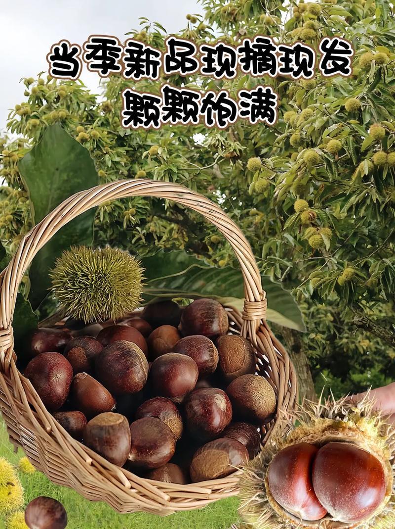 板栗大量现货、对接电商、支持一件代发、网红主播带货