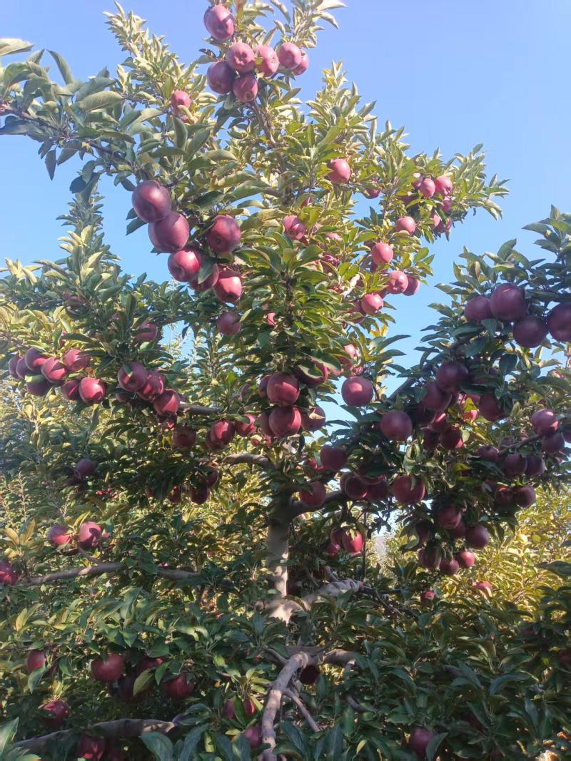 花牛苹果