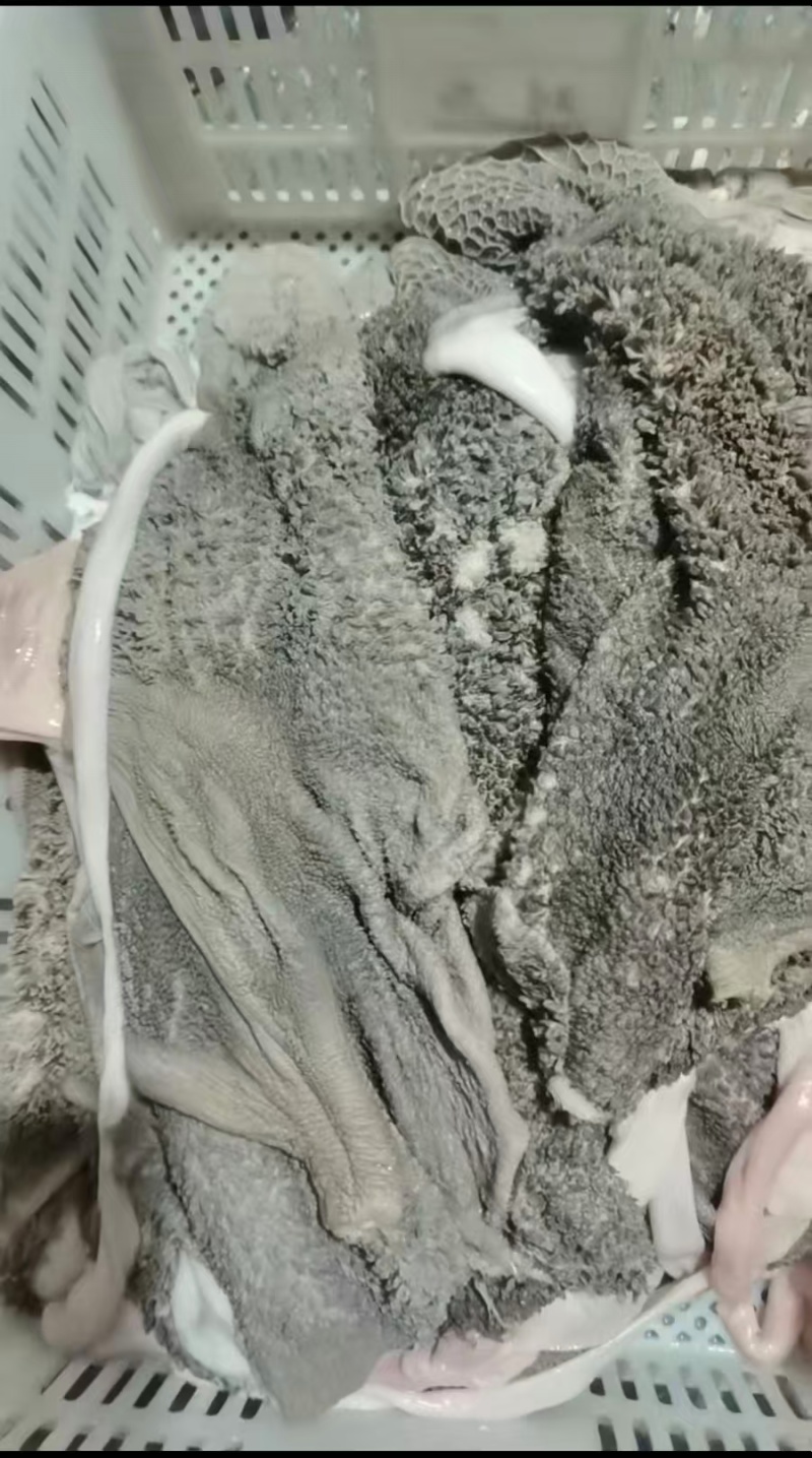 免洗生羊毛肚质量保证一手货源对接全国欢迎咨询