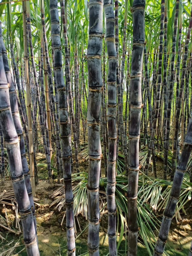 广西精品黑皮甘蔗，基地现货直发，对接电商市场量大从优