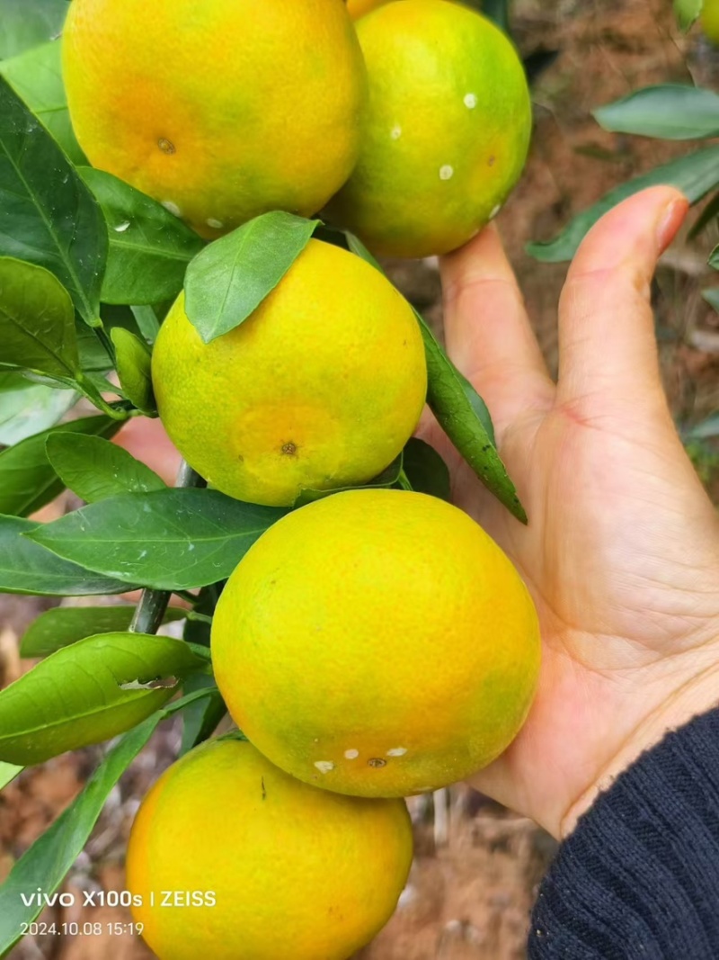 蜜桔、湖北特早蜜桔、无籽化渣、口感甜、果园直发
