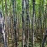 【精品黑皮甘蔗】广西甘蔗基地现货直发，对接电商市场代发