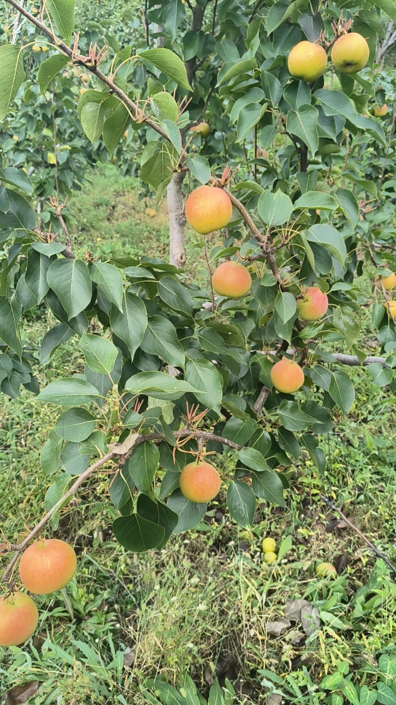 高山精品南果梨还是晚下树品质好糖度高