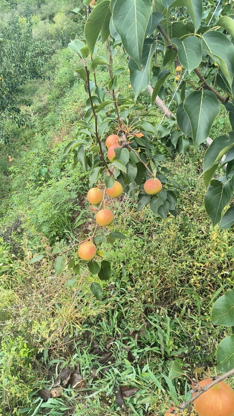 高山精品南果梨还是晚下树品质好糖度高