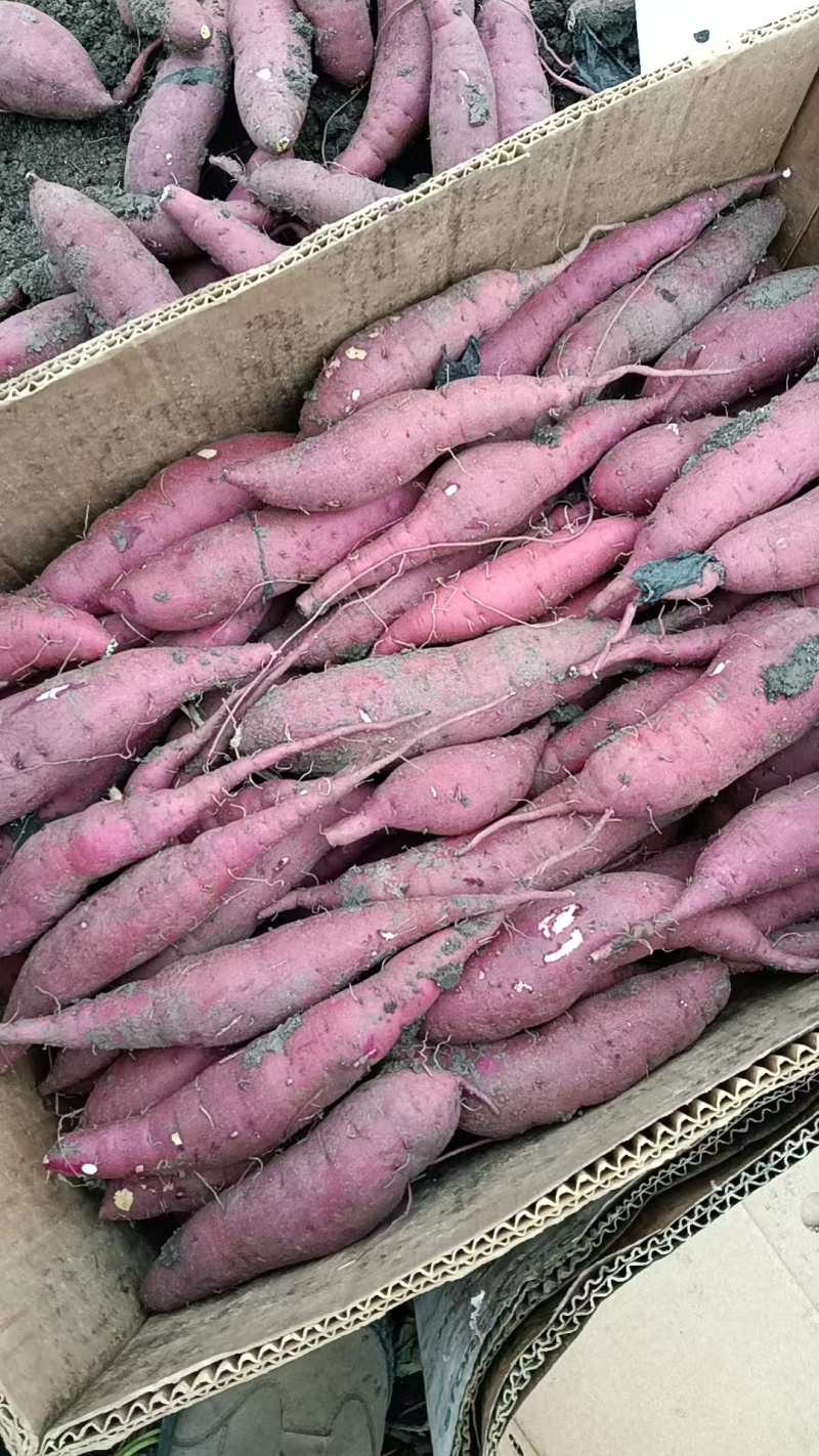 岳龙红瑶蜜薯