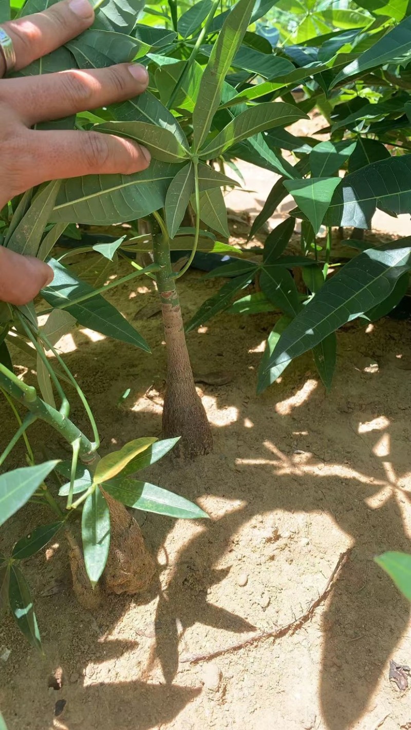 30高起发财树苗