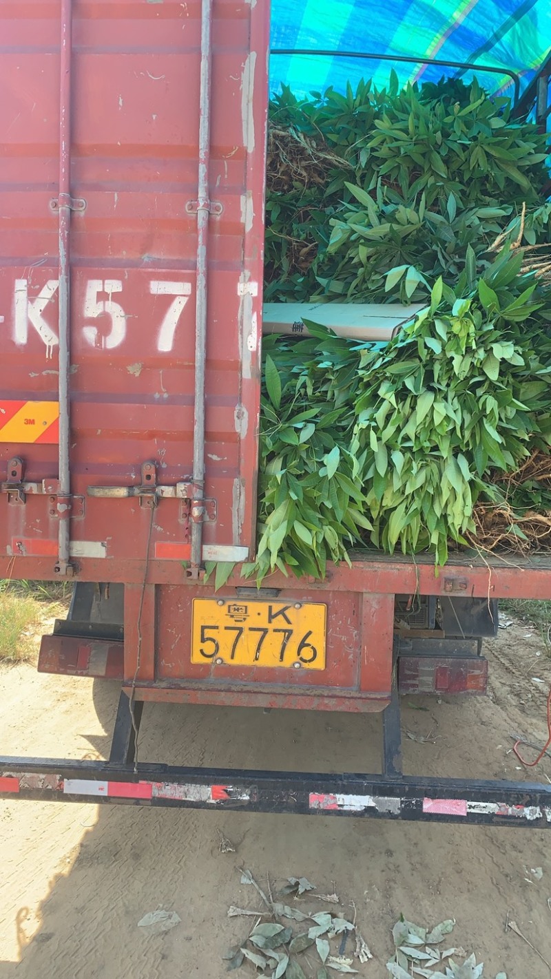 30高起发财树苗