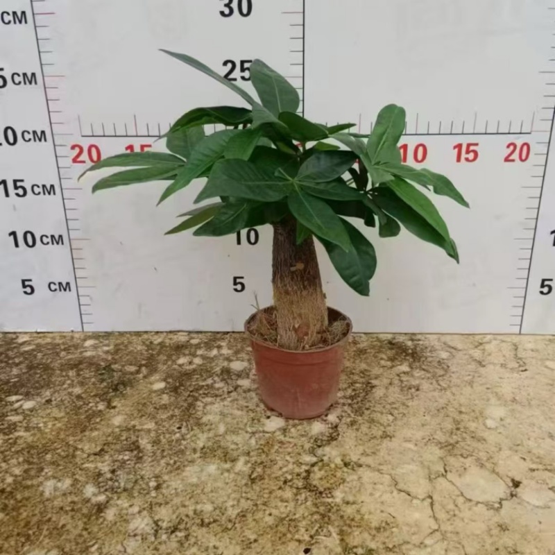 发财树80#单支