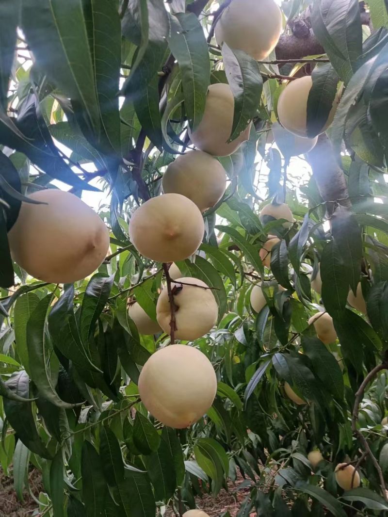 白桃，金秋红蜜，脆甜