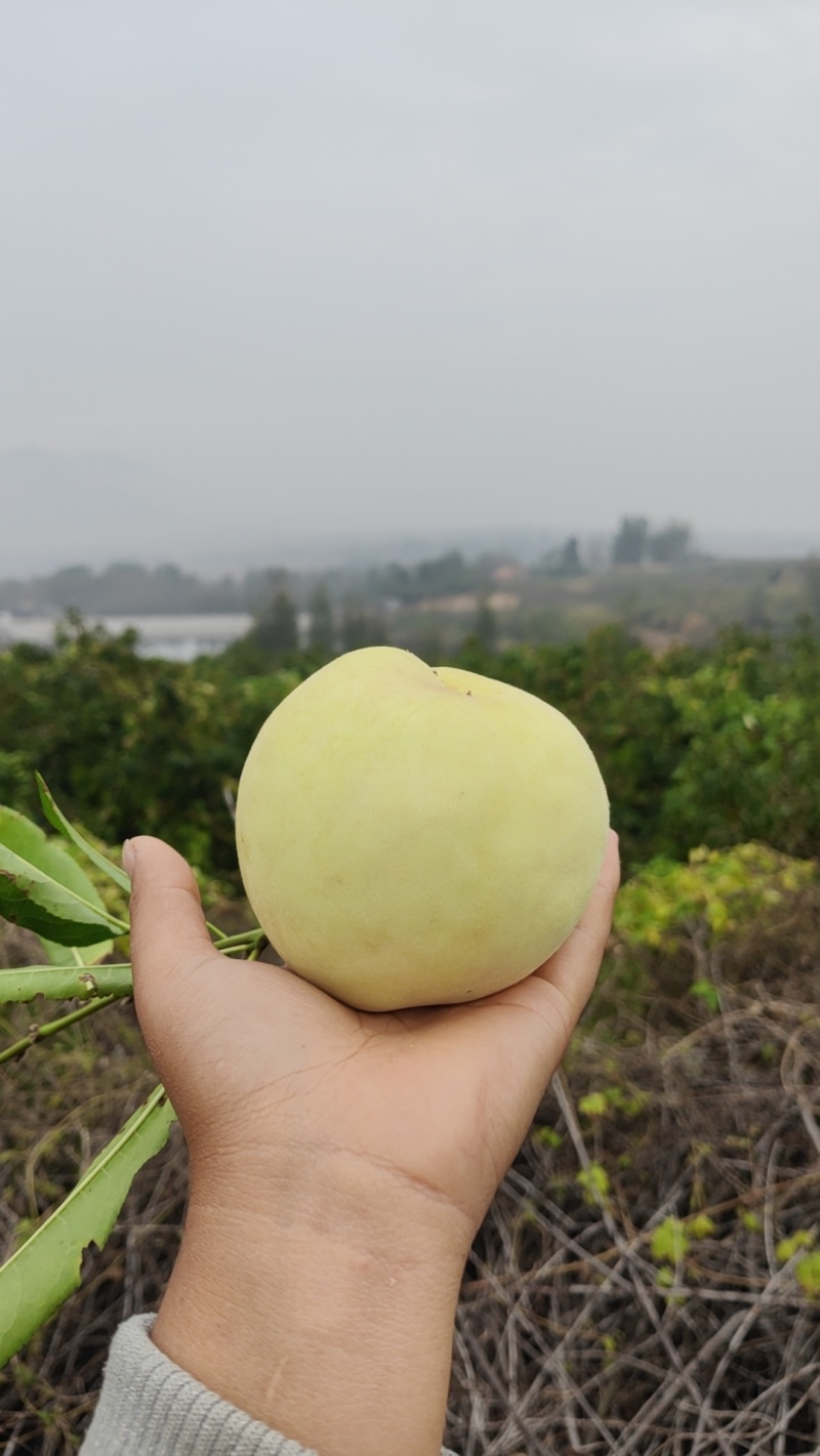 白桃，金秋红蜜，脆甜