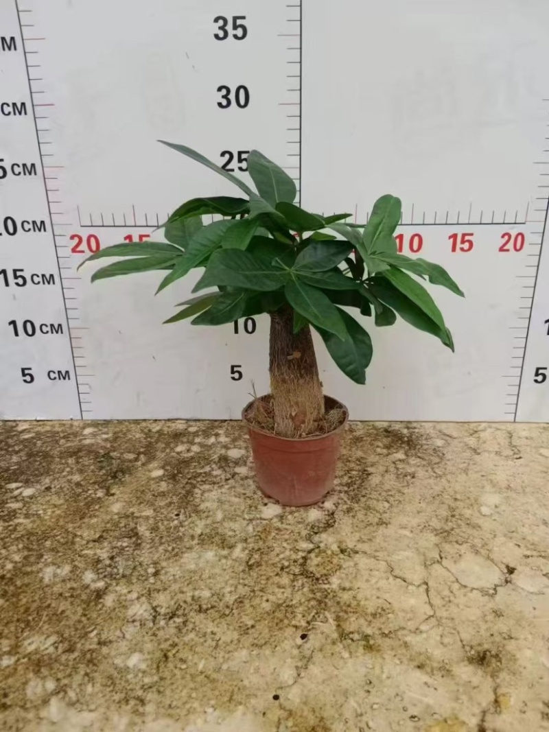 发财树80#单支