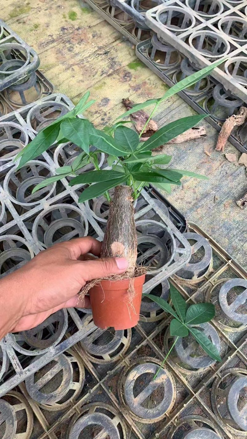 发财树80#单支