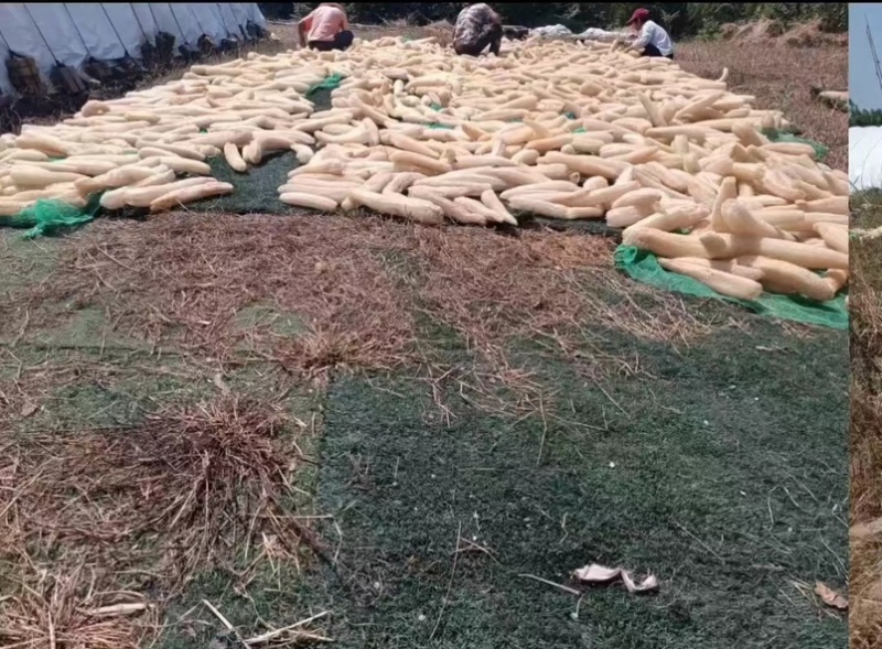 精品丝瓜络43一斤一件货起批包邮
