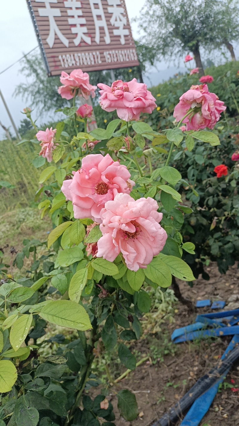 常年供应2一8公分树桩月季，欢迎老板们前来基地考察。