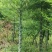 龟甲竹竹苗龙鳞竹竹苗基地直发